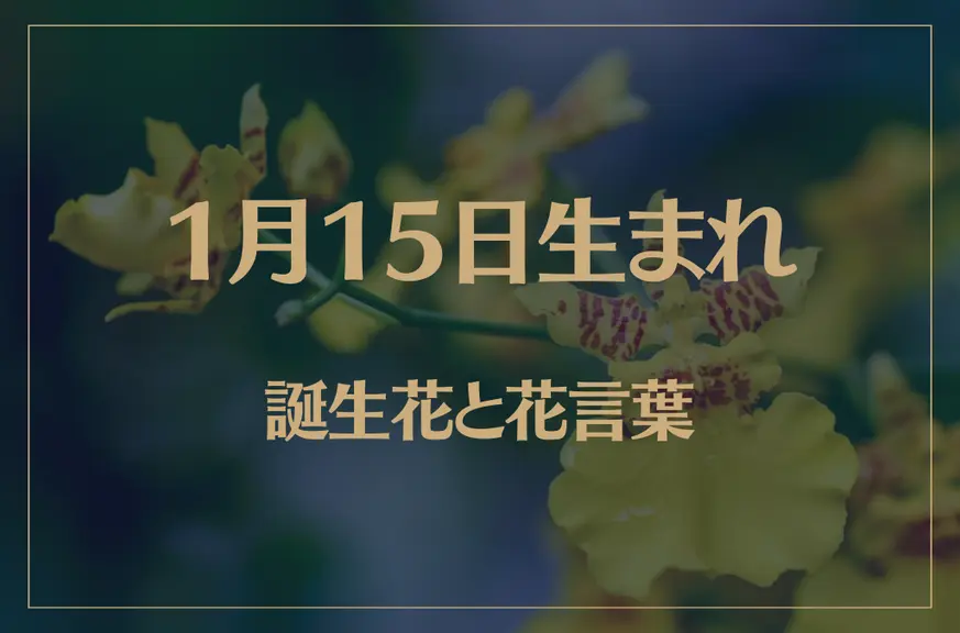 1月15日の誕生花と花言葉がコレ！性格や恋愛・仕事などの誕生日占いもご紹介！