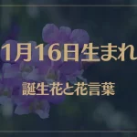 1月16日の誕生花と花言葉がコレ！性格や恋愛・仕事などの誕生日占いもご紹介！