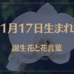 1月17日の誕生花と花言葉がコレ！性格や恋愛・仕事などの誕生日占いもご紹介！