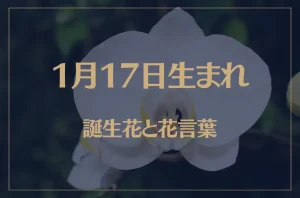 1月17日の誕生花と花言葉がコレ!性格や恋愛・仕事などの誕生日占いもご紹介!