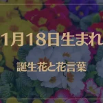 1月18日の誕生花と花言葉がコレ！性格や恋愛・仕事などの誕生日占いもご紹介！