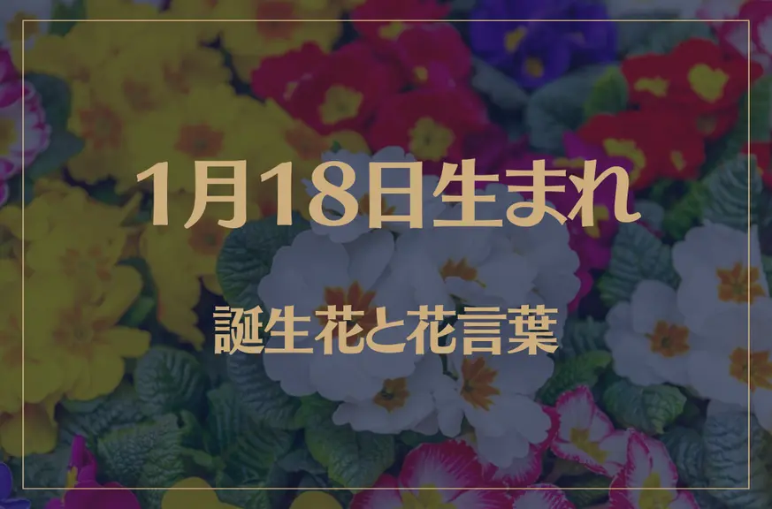 1月18日の誕生花と花言葉がコレ！性格や恋愛・仕事などの誕生日占いもご紹介！