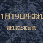 1月19日の誕生花と花言葉がコレ！性格や恋愛・仕事などの誕生日占いもご紹介！