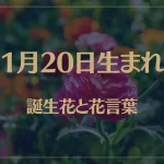 1月20日の誕生花と花言葉がコレ！性格や恋愛・仕事などの誕生日占いもご紹介！