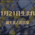 1月21日の誕生花と花言葉がコレ！性格や恋愛・仕事などの誕生日占いもご紹介！