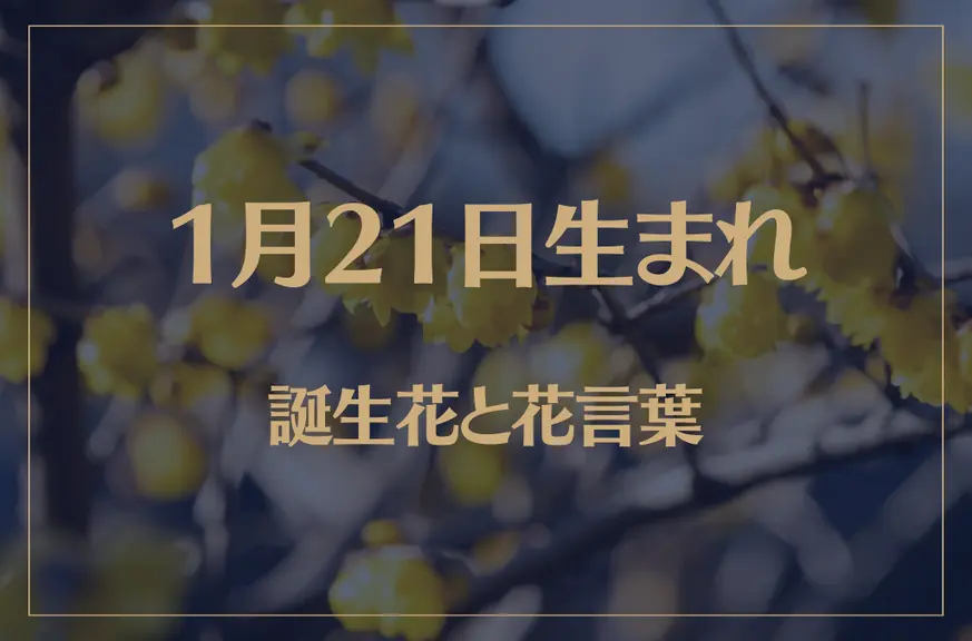 1月21日の誕生花と花言葉がコレ！性格や恋愛・仕事などの誕生日占いもご紹介！