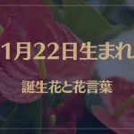 1月22日の誕生花と花言葉がコレ！性格や恋愛・仕事などの誕生日占いもご紹介！