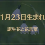 1月23日の誕生花と花言葉がコレ！性格や恋愛・仕事などの誕生日占いもご紹介！