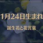1月24日の誕生花と花言葉がコレ！性格や恋愛・仕事などの誕生日占いもご紹介！