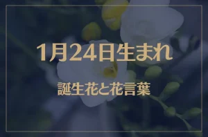 1月24日の誕生花と花言葉がコレ！性格や恋愛・仕事などの誕生日占いもご紹介！