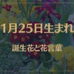 1月25日の誕生花と花言葉がコレ！性格や恋愛・仕事などの誕生日占いもご紹介！