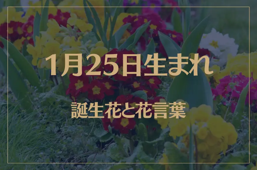 1月25日の誕生花と花言葉がコレ！性格や恋愛・仕事などの誕生日占いもご紹介！