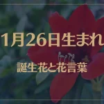 1月26日の誕生花と花言葉がコレ！性格や恋愛・仕事などの誕生日占いもご紹介！
