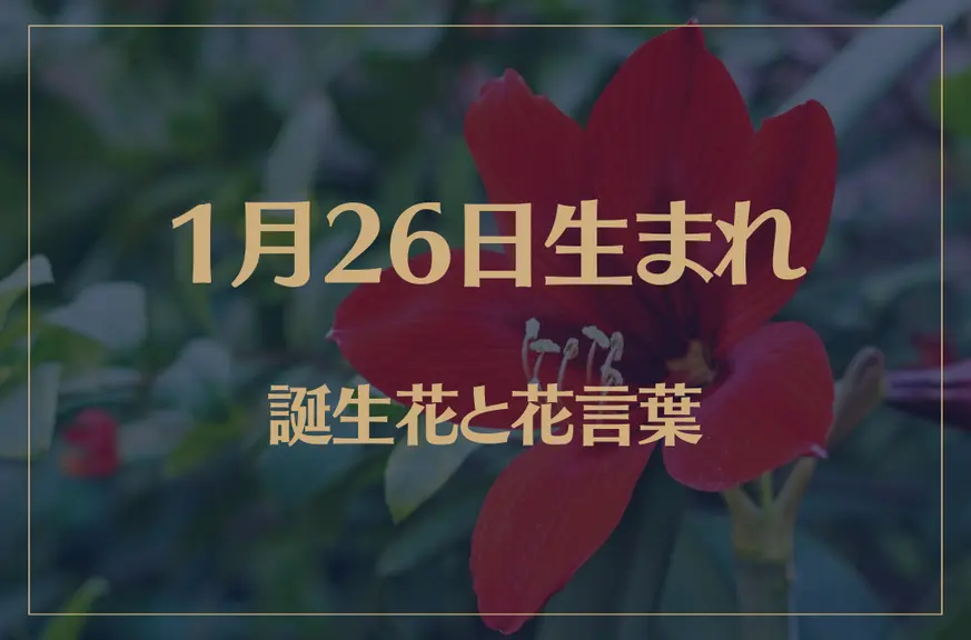 1月26日の誕生花と花言葉がコレ！性格や恋愛・仕事などの誕生日占いもご紹介！