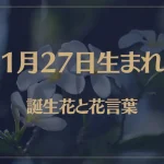 1月27日の誕生花と花言葉がコレ！性格や恋愛・仕事などの誕生日占いもご紹介！
