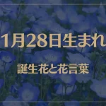 1月28日の誕生花と花言葉がコレ！性格や恋愛・仕事などの誕生日占いもご紹介！