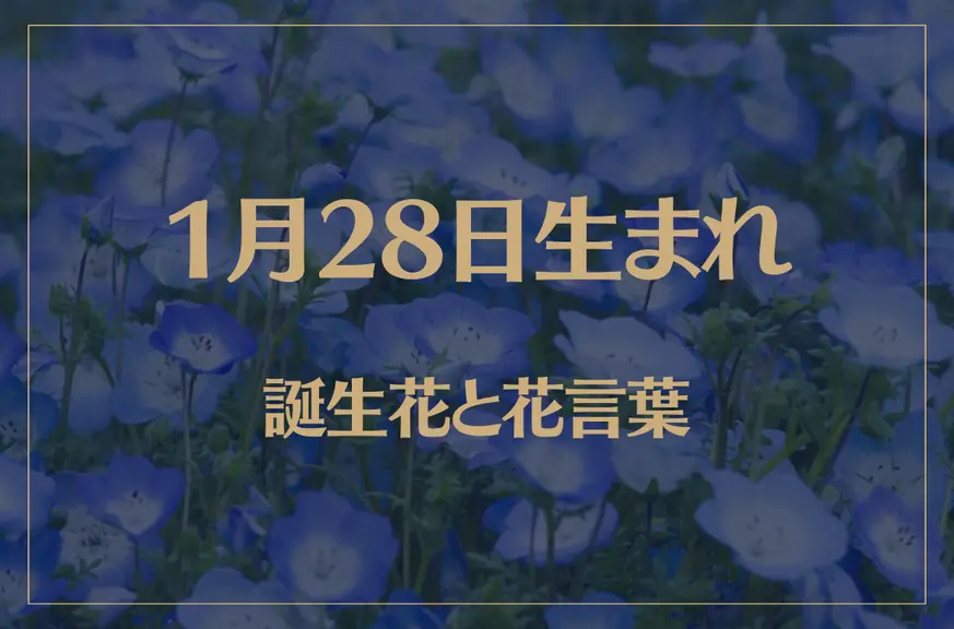 1月28日の誕生花と花言葉がコレ！性格や恋愛・仕事などの誕生日占いもご紹介！