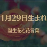 1月29日の誕生花と花言葉がコレ！性格や恋愛・仕事などの誕生日占いもご紹介！