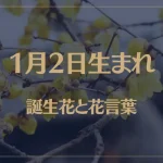 1月2日の誕生花と花言葉がコレ！性格や恋愛・仕事などの誕生日占いもご紹介！