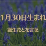 1月30日の誕生花と花言葉がコレ！性格や恋愛・仕事などの誕生日占いもご紹介！