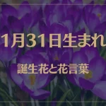1月31日の誕生花と花言葉がコレ！性格や恋愛・仕事などの誕生日占いもご紹介！