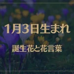 1月3日の誕生花と花言葉がコレ！性格や恋愛・仕事などの誕生日占いもご紹介！