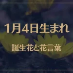 1月4日の誕生花と花言葉がコレ！性格や恋愛・仕事などの誕生日占いもご紹介！