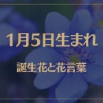 1月5日の誕生花と花言葉がコレ！性格や恋愛・仕事などの誕生日占いもご紹介！