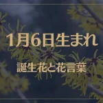 1月6日の誕生花と花言葉がコレ！性格や恋愛・仕事などの誕生日占いもご紹介！
