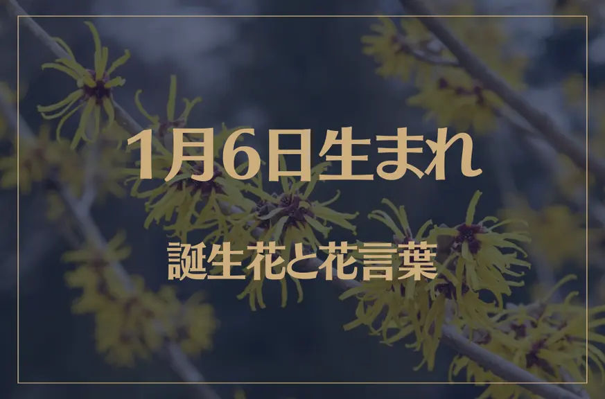 1月6日の誕生花と花言葉がコレ！性格や恋愛・仕事などの誕生日占いもご紹介！