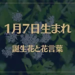 1月7日の誕生花と花言葉がコレ！性格や恋愛・仕事などの誕生日占いもご紹介！
