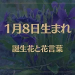1月8日の誕生花と花言葉がコレ！性格や恋愛・仕事などの誕生日占いもご紹介！