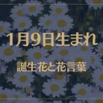 1月9日の誕生花と花言葉がコレ！性格や恋愛・仕事などの誕生日占いもご紹介！