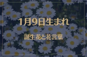 1月9日の誕生花と花言葉がコレ!性格や恋愛・仕事などの誕生日占いもご紹介!