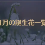 【1月の誕生花一覧】1月の誕生花・花言葉をご紹介！