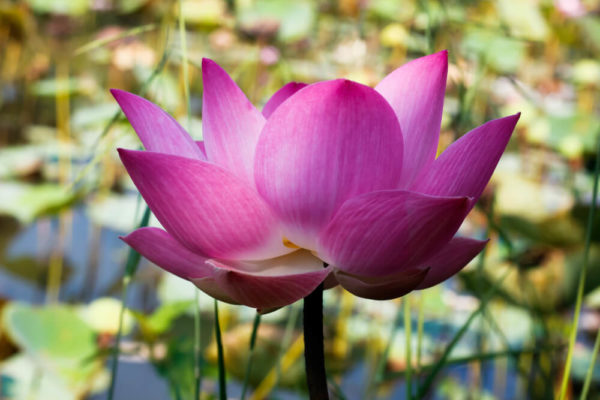 蓮(ハス)の種類