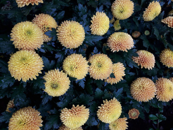 菊(キク)の種類と品種別花言葉