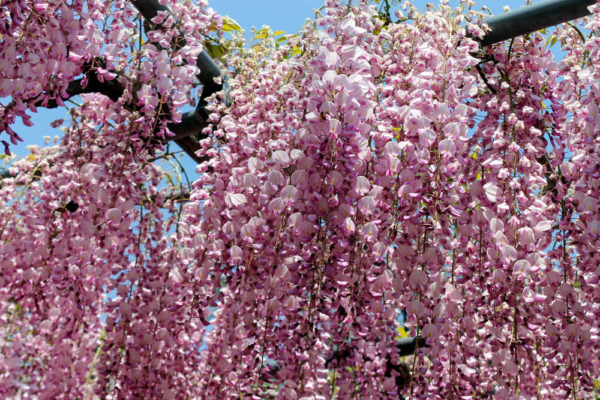 ピンクの藤(フジ)