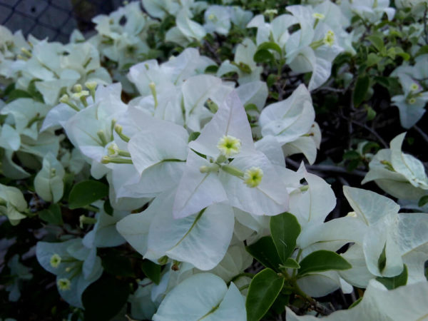 ブーゲンビリアの種類