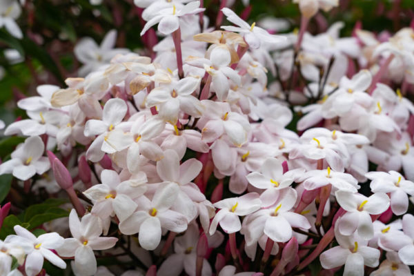 ハゴロモジャスミン