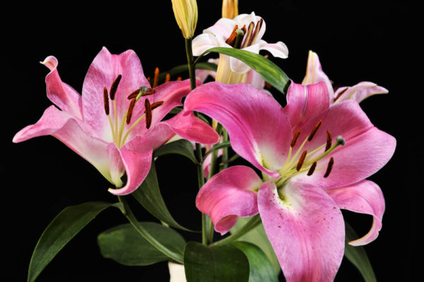 カサブランカの種類