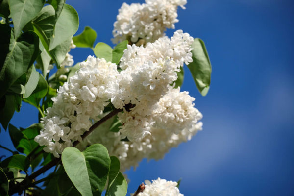 白色のライラック