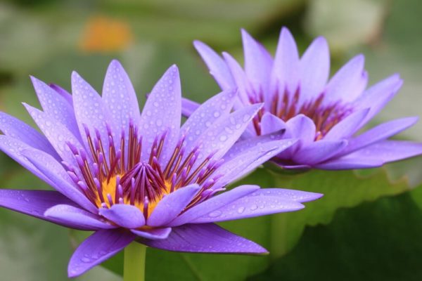 睡蓮(スイレン)の種類や品種