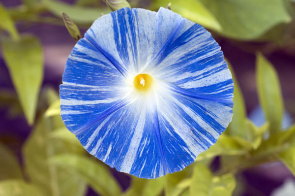 西洋朝顔「フライングソーサー」