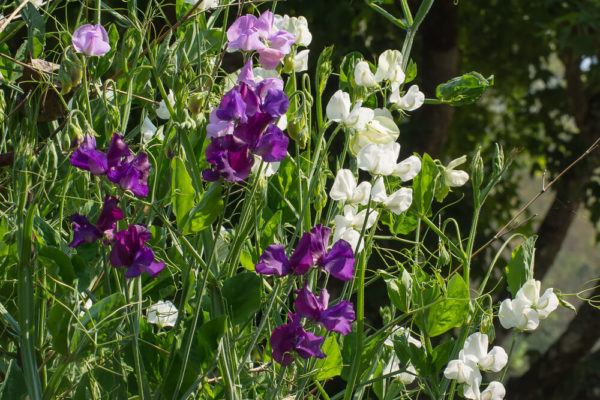 スイートピーの種類