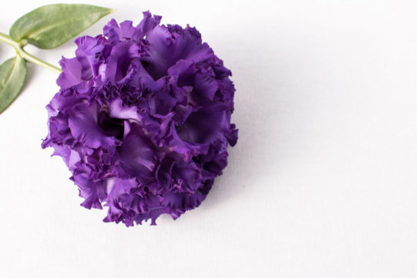 トルコキキョウの種類