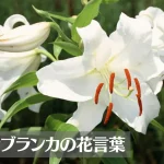 カサブランカの花言葉は怖い？意味や由来、色別(白・ピンク・オレンジ・紫・赤・黄)、英語名の花言葉もご紹介！