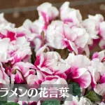 シクラメンの花言葉は怖い？意味や由来、色別(赤・白・ピンク)、英語名の花言葉もご紹介！