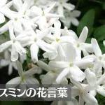 ジャスミン(茉莉花)の花言葉は怖い？意味や由来、色別(白・黄・ピンク・青・紫)、英語名の花言葉もご紹介！