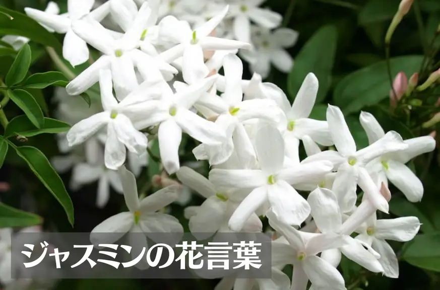 ジャスミン(茉莉花)の花言葉は怖い？意味や由来、色別(白・黄・ピンク・青・紫)、英語名の花言葉もご紹介！